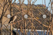 20250410-sperwer_DSF1097_bewerkt