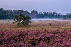 20240828-heide_DSF4800