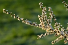 20250407-Wijnendale_DSF0795
